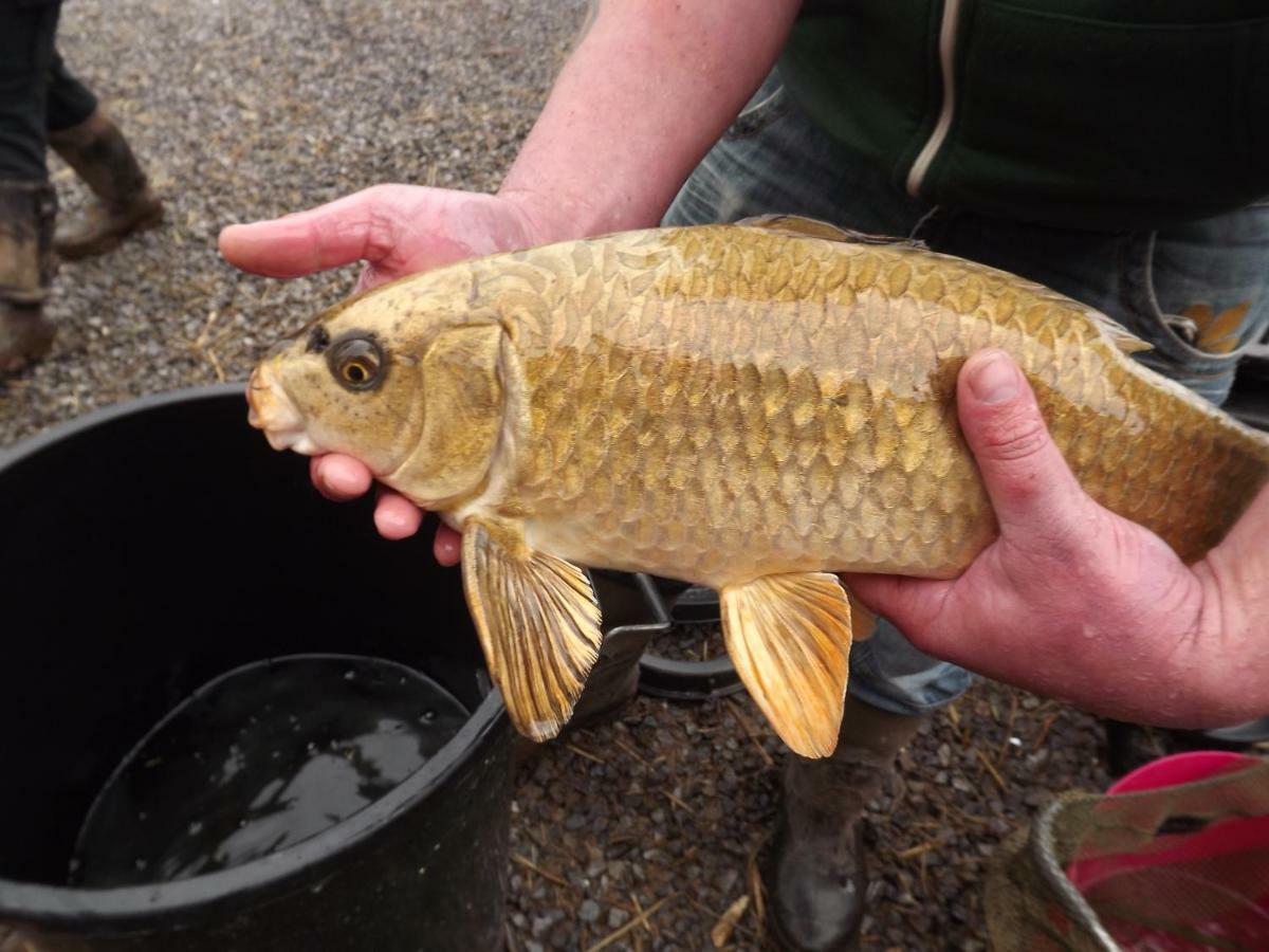 Marsh Water Ponds Fishery Villa Kidwelly Esterno foto